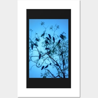 Black Birds Posters and Art